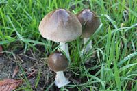 Champignons