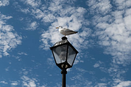 Eine Möwe sitzt auf einer alten Straßenlaterne vor blauem Himmel von Fechita Florentina Catalina