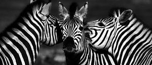 Zebra's zwart wit