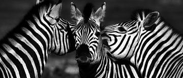 Zebra's zwart wit van Werner Lehmann