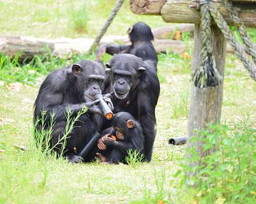 Familie Chimpansee bezig met verrijking en eten van kimhil-fotografie