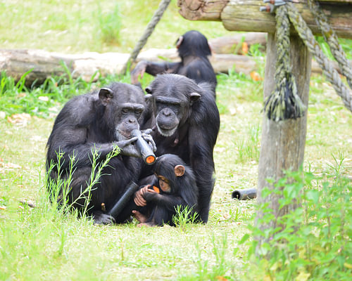 Schimpansenfamilie bei der Bereicherung und beim Fressen von kimhil-fotografie