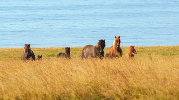IJslandse paarden op een weiland in IJsland van Thomas Heitz