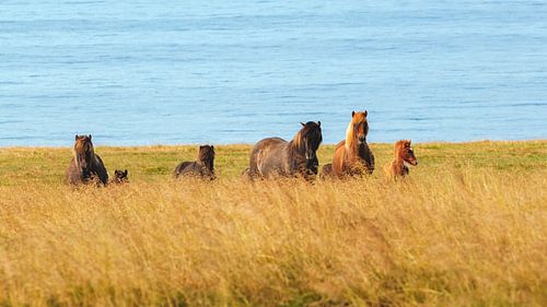 IJslandse paarden op een weiland in IJsland