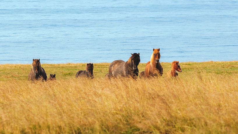 Icelandic horses on a pasture in Iceland by Thomas Heitz
