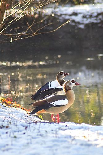 Nijlganzen in het besneeuwde landschap in de felle zon van Stefanie Orlati