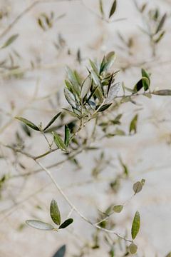 Vliegende olijfblaadjes I Olijfboom van Annelene Simonse