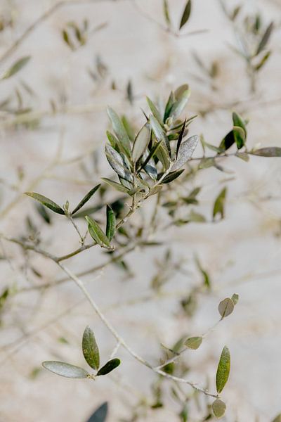 Flying olive leaves I Olive tree by Annelene Simonse