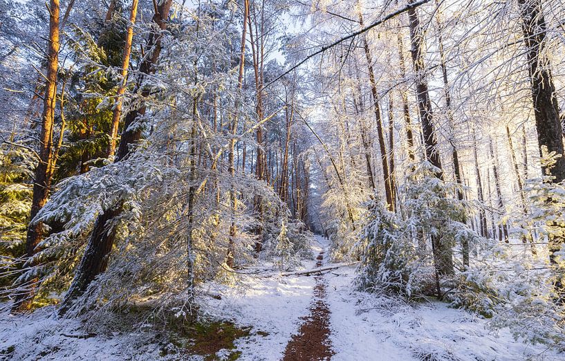 Dwingelderveld - Drenthe (Netherlands) by Marcel Kerdijk