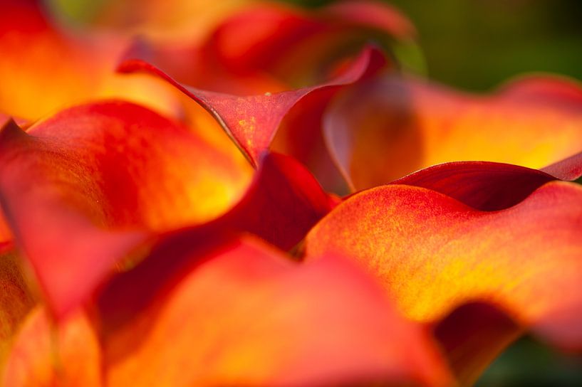 Canna by Martien Janssen