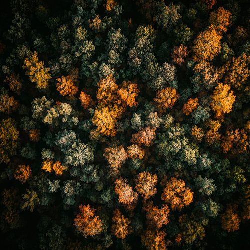Uitzicht op herfstbos