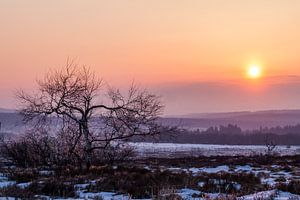 Zonsopgang in besneeuwde Hoge Venen