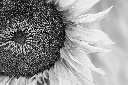 Zonnebloem in zwart-wit