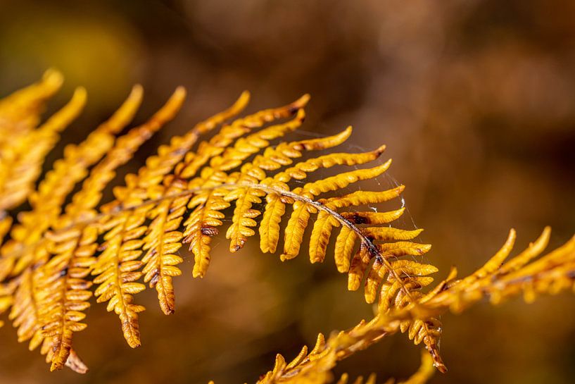 Varen in herfstkleuren van Paul Veen
