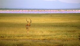 132 Impala Kenya Nakuru 9 - Scan From Analog Film by Adrien Hendrickx