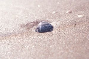 Muschel am Strand in Italien mit neutraler beiger Farbe - Natur- und Reisefotografie