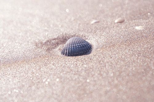 Sea shell on the beach in Italy with neutral beige colour - nature and travel photography