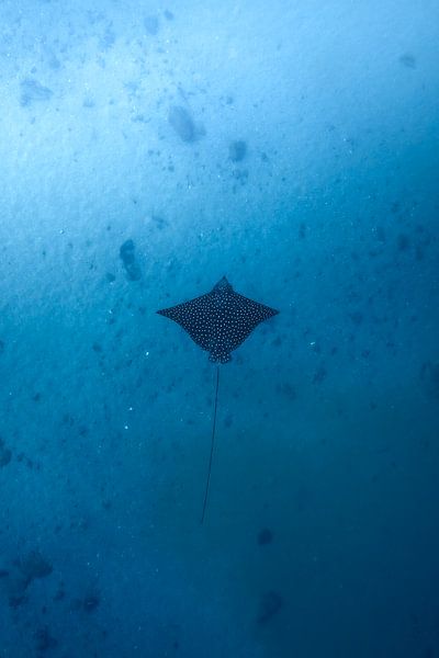 Underwater Wings by Lieke Post | Peeks Below