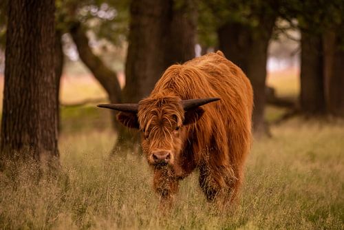 Highlander écossais
