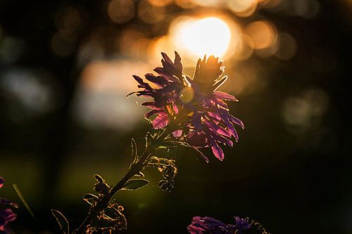 African lily, Cape lily with backlight from the sun
