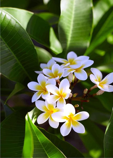 Frangipani by Lae