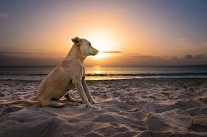 Hund am Strand bei Sonnenuntergang von Raphotography