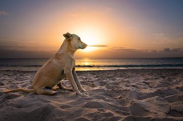 Hond op het strand bij zonsondergang van Raphotography