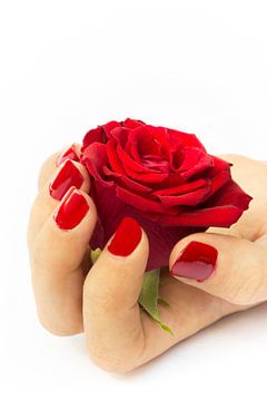 Rode roos liggend in de hand van een vrouw met rood gekleurde vingernagels.