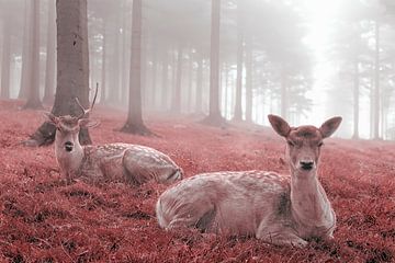 Prachtige Herten in een Rood Herfstwoud: Sereniteit en Natuurlijke Gratie van Elianne van Turennout