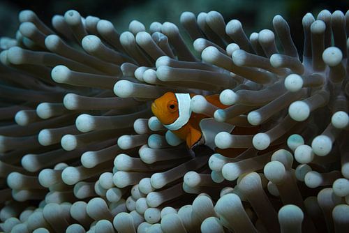 Clownvis @ komodo, Indonesie