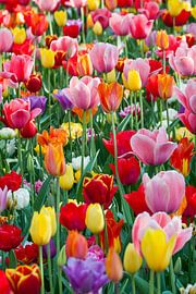 Un printemps coloré