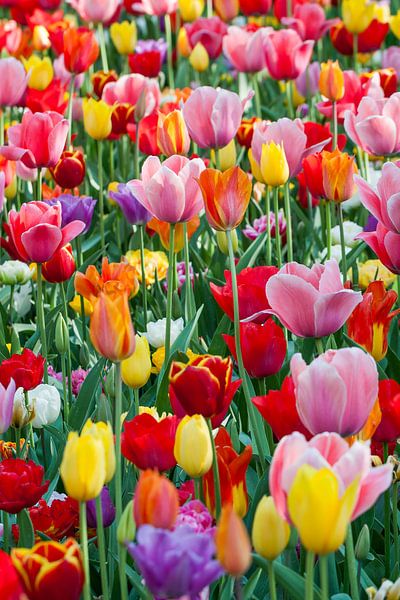Colourful spring by Sander Groenendijk