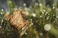 Goldener Herbst