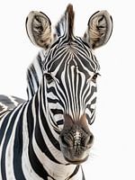 zebra portrait