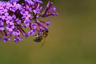 Bee on lilac by Ulrike Leone thumbnail
