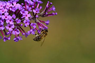 Bee on lilac by Ulrike Leone
