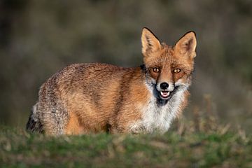 Rode vos met een doordringende blik van Leon Brouwer