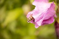Une abeille occupée