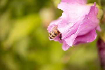 Bezig bijtje in een mooie roze bloem. van By Karin