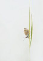 Vlindertje