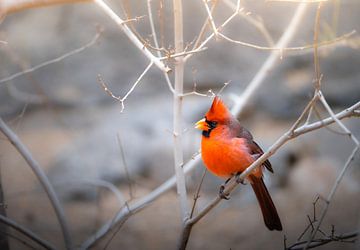Dreamy Red Cardinal. van JMV nature photography