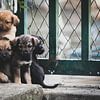 Colombiaanse puppy's van Ronne Vinkx