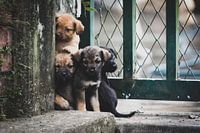 Colombiaanse puppy's