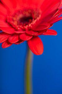 Das rote Blütenblatt der Gerbera