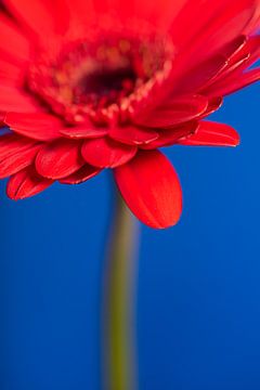 Het rode bloemblaadje van de Gerbera van Marjolijn van den Berg