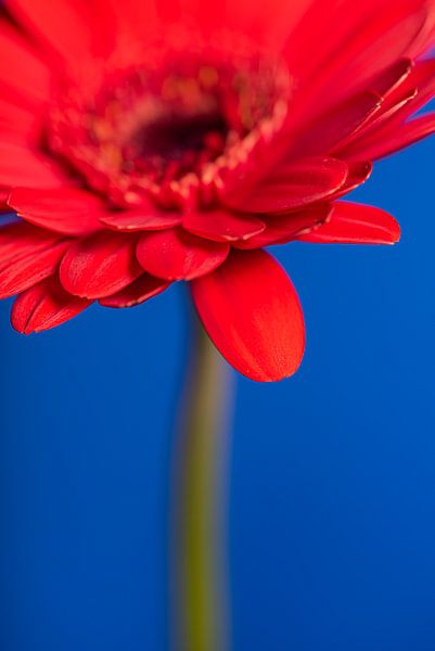 Het rode bloemblaadje van de Gerbera van Marjolijn van den Berg