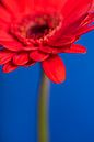 Het rode bloemblaadje van de Gerbera van Marjolijn van den Berg thumbnail