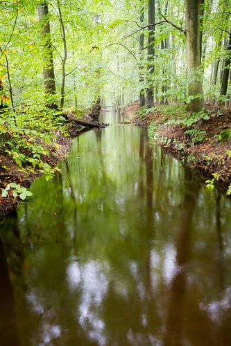 Leuvenumse beek in het groen