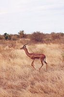 Een Giraf Gazelle loopt over de savanne