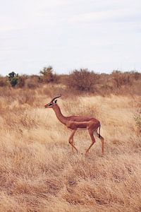 Een Giraf Gazelle loopt over de savanne von Cinthia Mulders